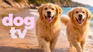 2 Hour Dog TV (Color Graded for Dogs) 🐾 Calming Nature Video for Dogs