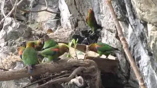 Near endemic, Rusty-faced Parrot, Hapalopsittaca amazonina, Colibr&iacute; del Sol Bird Reserve