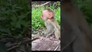 Baby Monkey Relaxing After Milk 🌳🐒 #shorts #babymonkey #katorn #toto