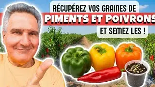 C'est le MOMENT de semer POIVRONS et PIMENTS ! 🫑🌶️👍
