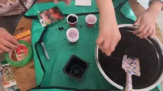 Planting Tomato Seeds - cherry dwarf tomatoes