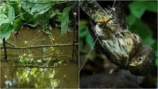 Primitive Technology - Produce Bird Traps From Forest Trees - Step by Step -  Survival Skills