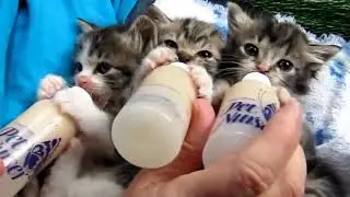 Маленькие котята милашки сосут молочко Little cute kittens suck milk