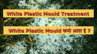 White Plastic Mould | Hi tech AC Mushroom farming | Mushroom Farming