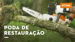 DEPOIS DO TEMPORAL: o que observar e fazer com árvores danificadas | com Sydney Brasil