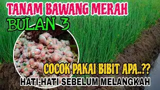 JANGAN SAMPAI GAGAL PANEN‼️PILIHAN BIBIT BAWANG MERAH NGANJUK UNTUK TANAM BULAN 3