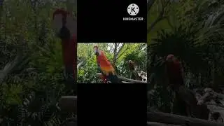 Scarlet Macaws | cute video | Parrot lover🦜 @MEGZWINDOWS #youtubeshorts #shorts
