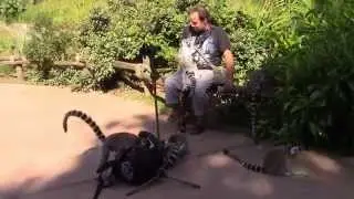 Maki Catta  et moi