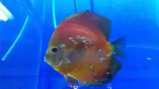 discus fry eitan nir ein yahav