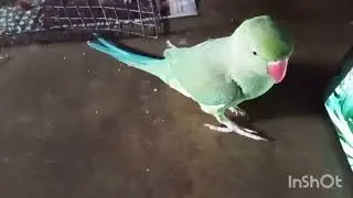 Talking parrot videos tarrottalking #talkingbird #Indian parrot🦜🙏