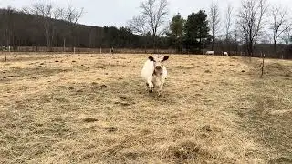 Dolly the mini cow sure can run fast 