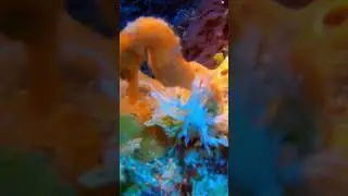 Short: Utila Honduras, The Pinnacle Part 2