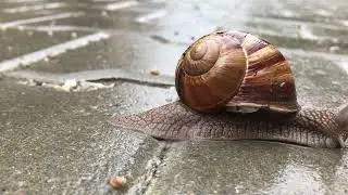 How Snails move ZOOM in Video #snail #snails #nature #macro #naturephotography #photography