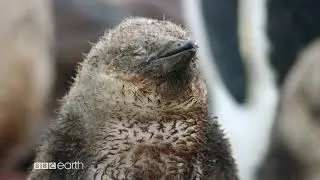 Watch Frozen Planet II For A Journey In The Magical Icy Lands on BBC Earth DStv ch184