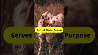 Do Dogs Have Periods? Everything You Need to Know #dogs #viral #shorts