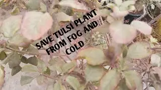 SAVE TULSI PLANT FROM FOG AND COLD|HOW TO SAVE TULSI PLANT IN WINTER SEASON @khoobsuratnature6227 