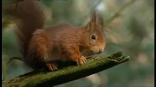 Red squirrel numbers hurt by planting of 'non-native' trees (UK) - BBC News - 12th January 2022