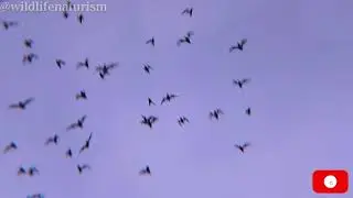 Bats Taking Flight at Dusk #Bats #Wildlife #Nature #FlyingFox #Echolocation #BatCave #camping #love