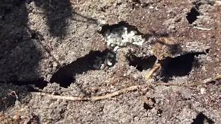 Garden Ants Nest - Lasius niger - Svartmurar - Gar&eth;maurar - Maurab&uacute; undir steini