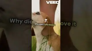Chasing Feathers #music #beach #love #travel #edm #cat #wemakefacts #funnycute #facts #viralvideo