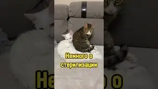 Польза кастрации/стерилизации котиков 🐈&zwj;⬛ #питомцы #кот #cat #кастрация #стерилизация
