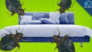 Top 10 US Cities Infested With Bedbugs