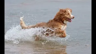 22 породы водяных собак