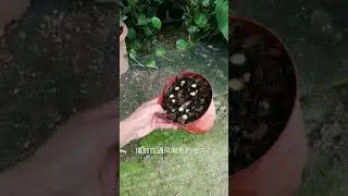 How to grow, regrowing indoor plants  Small plants, Indoor plants # 61
