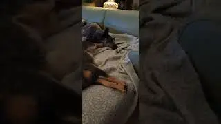 Aussie heeler blue cattle dogs sleeping in front of the telly 😁