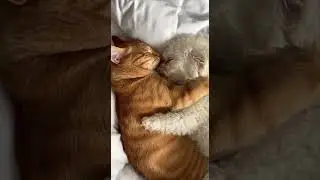 lovely cat & dog heartwarming cuddle moment #pets #cuteanimals #furryfriends