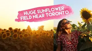 Dixie Orchards - Sunflower Field, Apple Picking, Pumpkin Patch