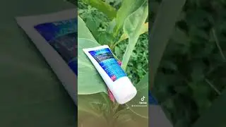 Growing wild #kppm #youtube #mariaamore&rsquo;sbeautyproducts #kppmbabycrystallinesoft #fyi #venus #fyu
