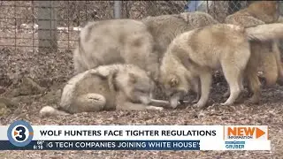 Wisconsin DNR unveils new wolf management rules