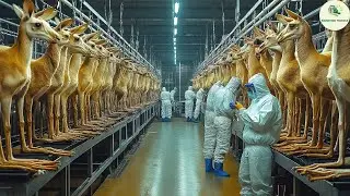 How Australian Farmers Unique Harvesting Kangaroos | Processing Factory Meat