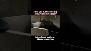 have you ever seen a pig doing hurdles in a pigsty