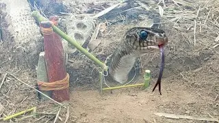 How to build a snake trap quickly and easily using rubber and bamboo