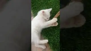 My Pet: Whitey and Whiteboy