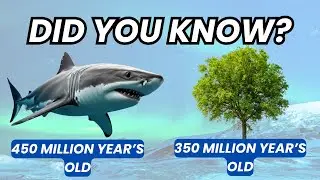 Sharks 450 Million Years of survival. Outliving Dinosaurs