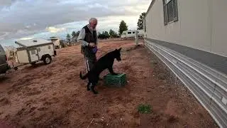 Dog makes his choice to do a behavior by positive reinforcement Isa