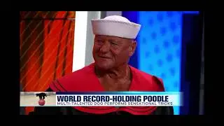 Alex Rothacker dressed as Popeye & his Dog Sailor the Poodle Perform tricks on the Live News