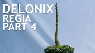 Delonix Regia Part 4
