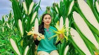 Harvesting CORN, Harvesting PADDY...Go To Market Sell | Farm Life: Cooking & GardeningĐan