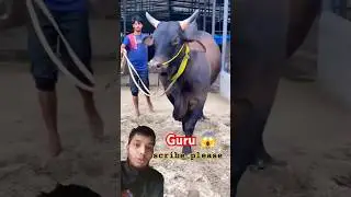 guru