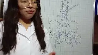 Irrigacion e inervacion del abdomen 