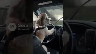Coco the Storm Chaser