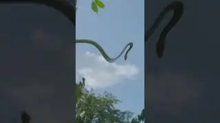 Do you know about the incredible flying snake? 🐍🐍 #discovery #incredibleearth #snake #nature