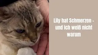 Lily hat Schmerzen - und ich wei&szlig; nicht warum #katze #katzen #katzenvideos #katzenaufyoutube 