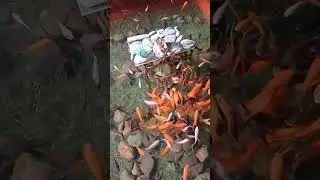 Mancing Ikan Tanpa Suara Agar Ikan Tidak takut - Part 794 #shorts #viral
