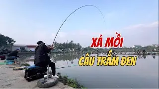 Cách Câu, Xả Mồi Câu Cá Trắm Đen Hồ Tổng Hợp