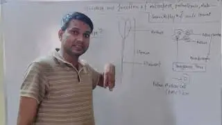 Lecture based on :- Pollen Mother Cell, Microspore, Pollen Grains, Male Gametophyte, Male Gametes 